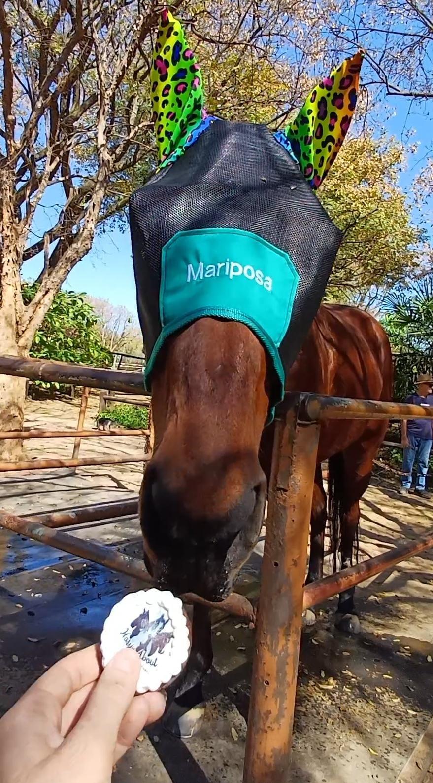 Personalised flymask handmade by Horsin' About